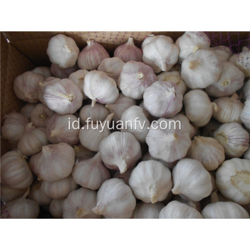 5.0-5.5CM bawang putih putih normal